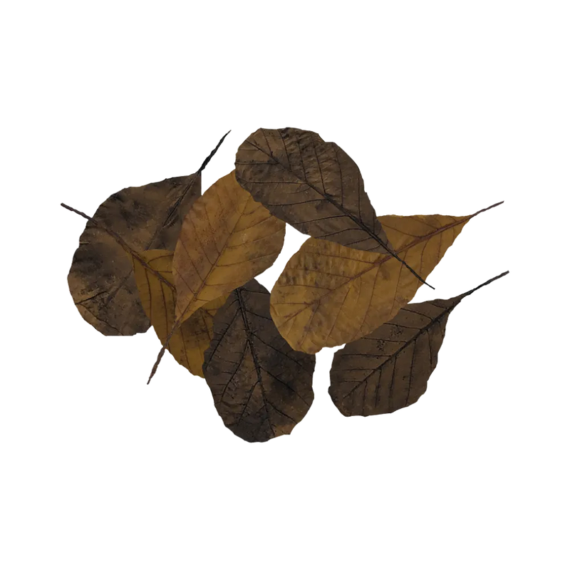 brown-leaves-main