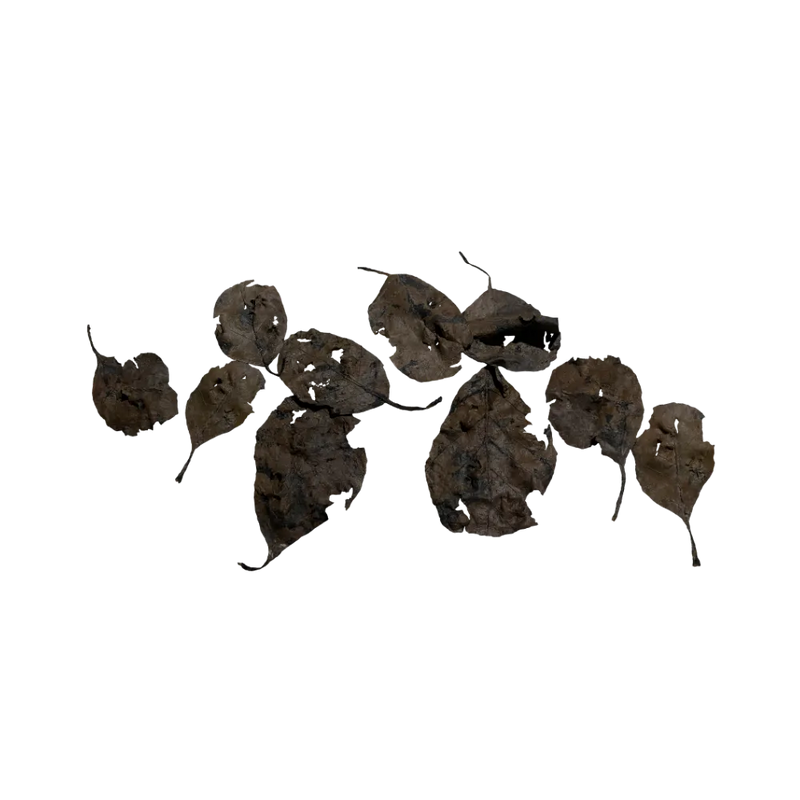 decaying-forest-leaves-main
