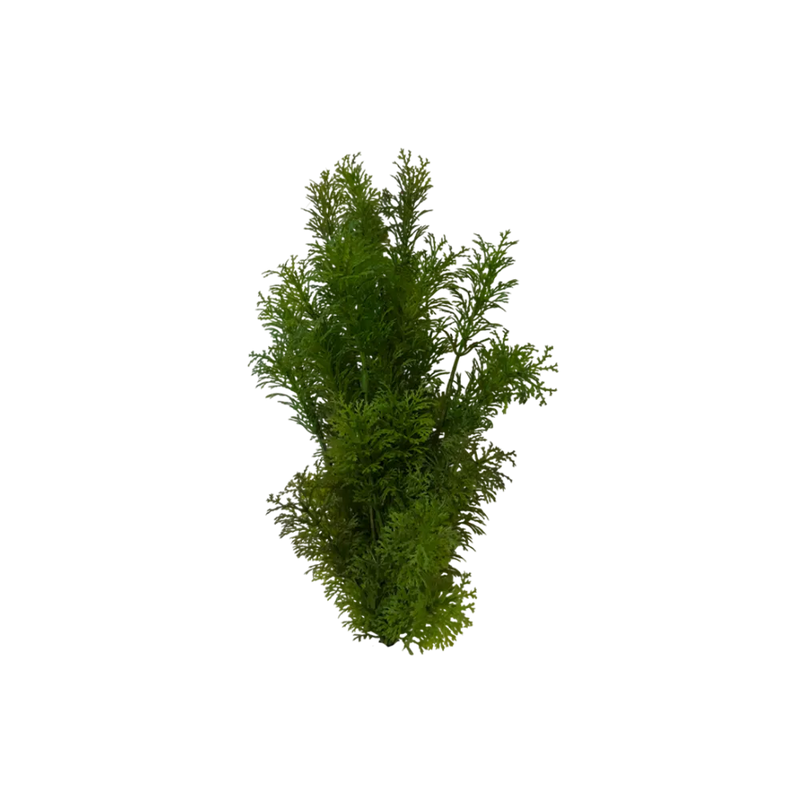 forest-bush-main