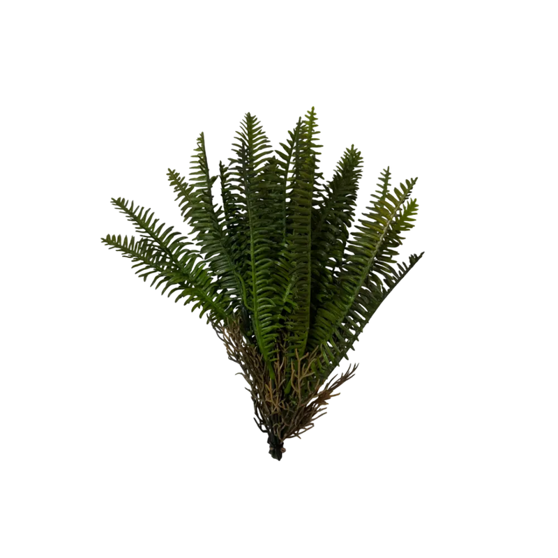 forest-fern-main