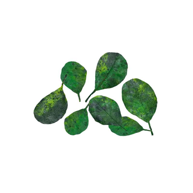 round-green-leaves-main