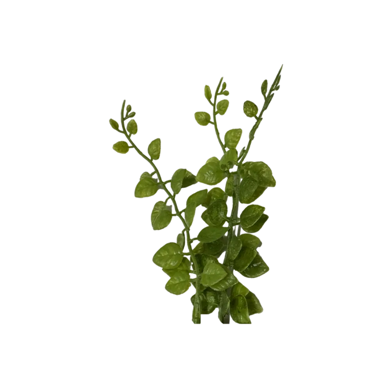 round-leaf-plant-main