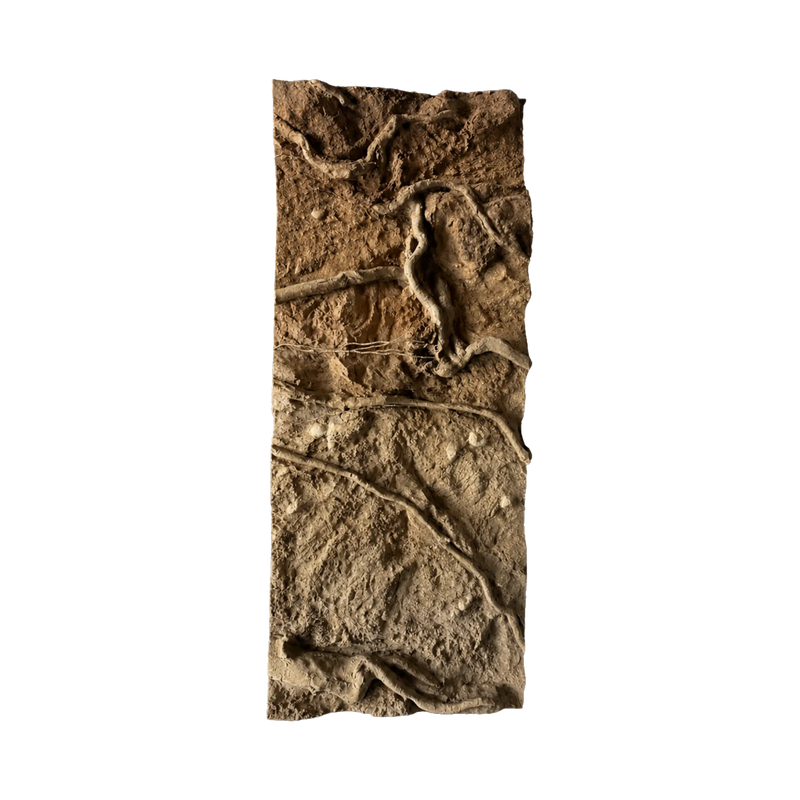 thin-roots-in-sandy-soil-main