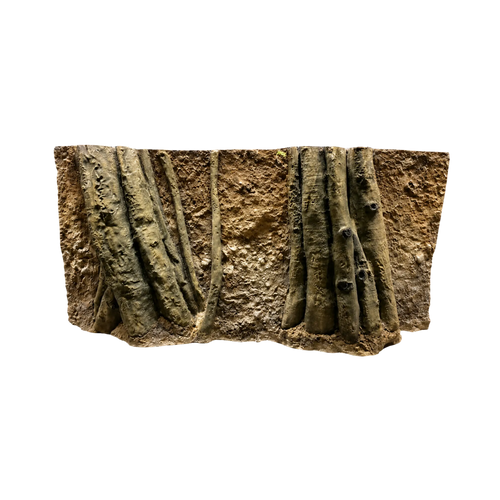 amazonian-roots-in-the-soil-background-main