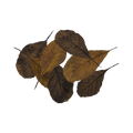 brown-leaves-main