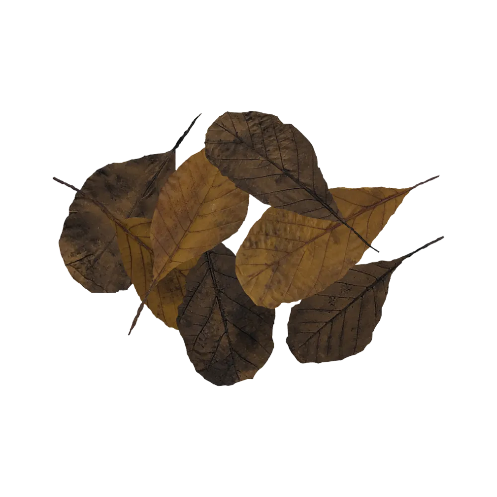 brown-leaves-main