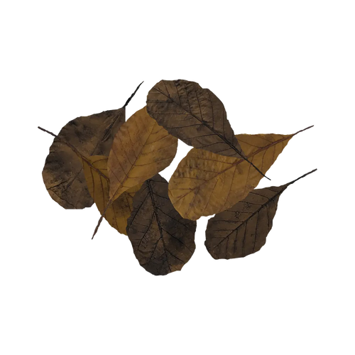 brown-leaves-main