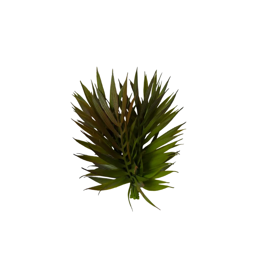 Chico Palm