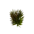 Chico Palm