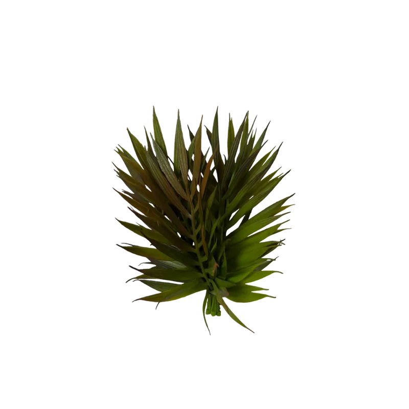 Chico Palm