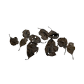 decaying-forest-leaves-main