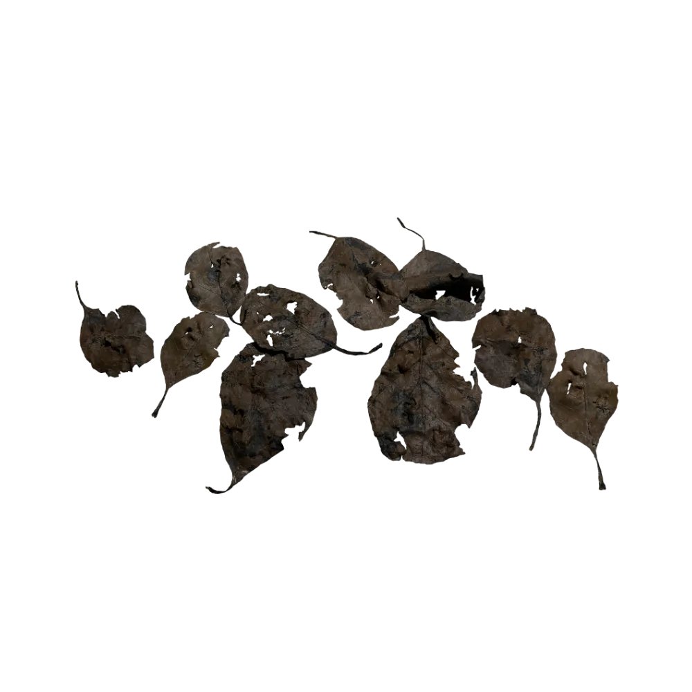 decaying-forest-leaves-main