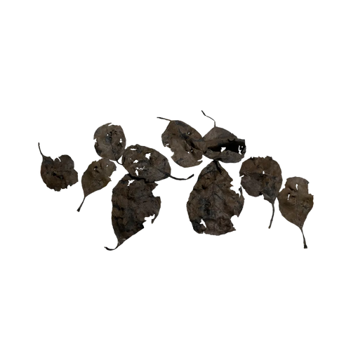 decaying-forest-leaves-main