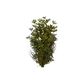 Dense Terrarium Bush