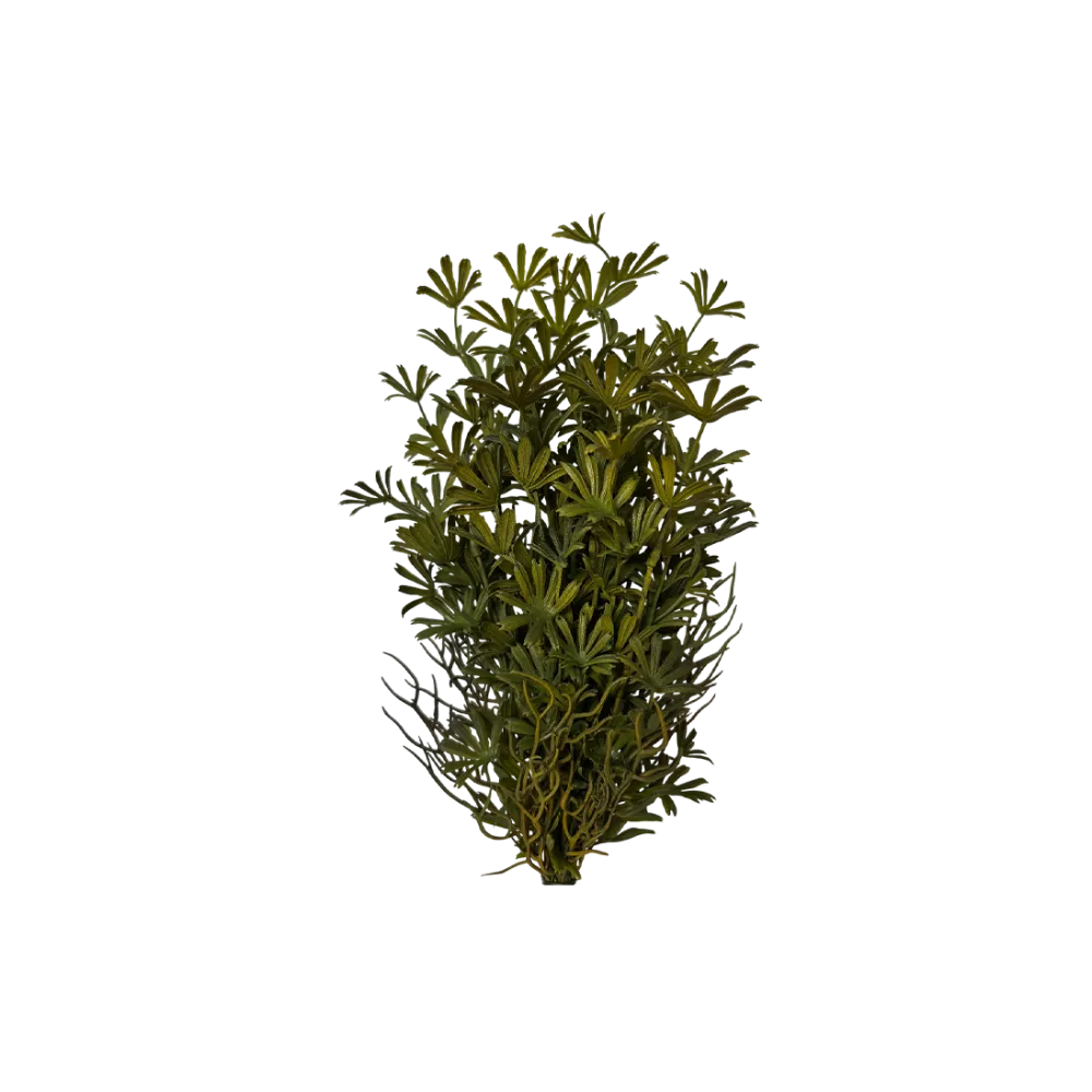 Dense Terrarium Bush
