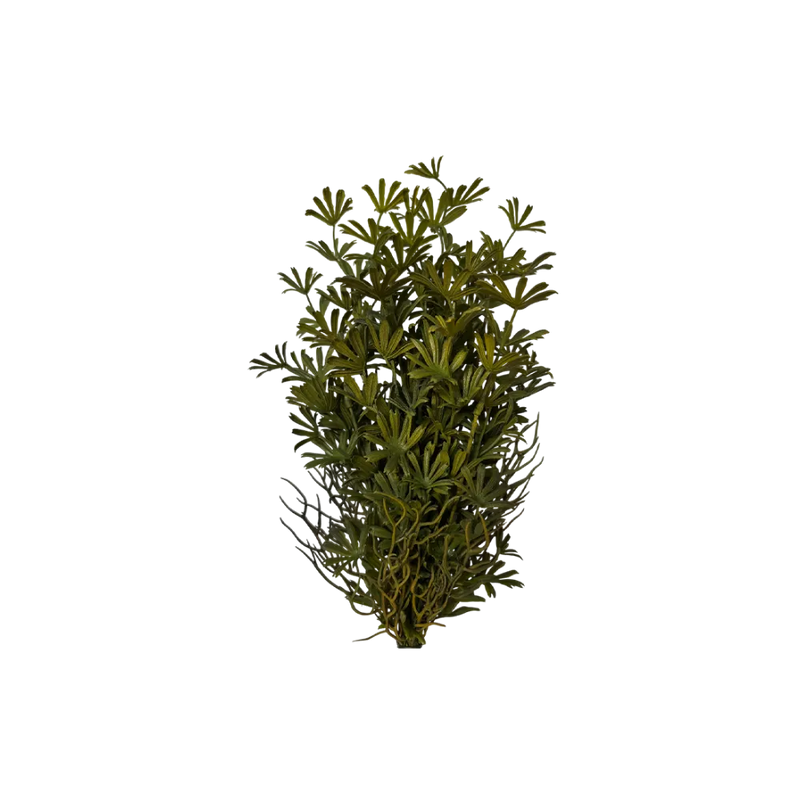 Dense Terrarium Bush