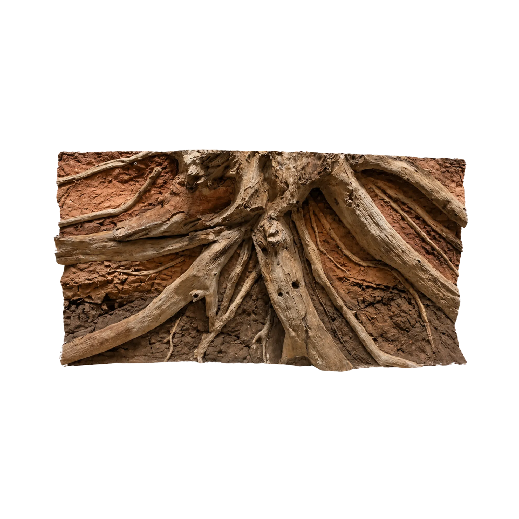 driftwood-in-red-soil-background-main