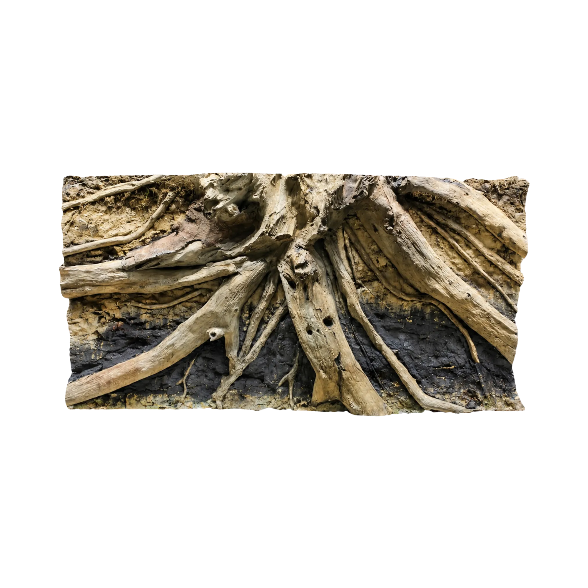 driftwood-in-sandy-soil-background-main