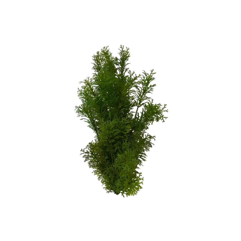 forest-bush-main