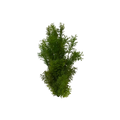 forest-bush-main