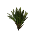 forest-fern-main
