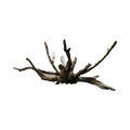 massive-spider-root-main