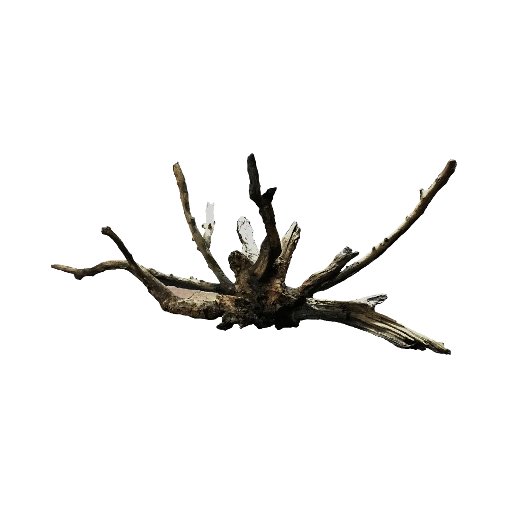 massive-spider-root-main