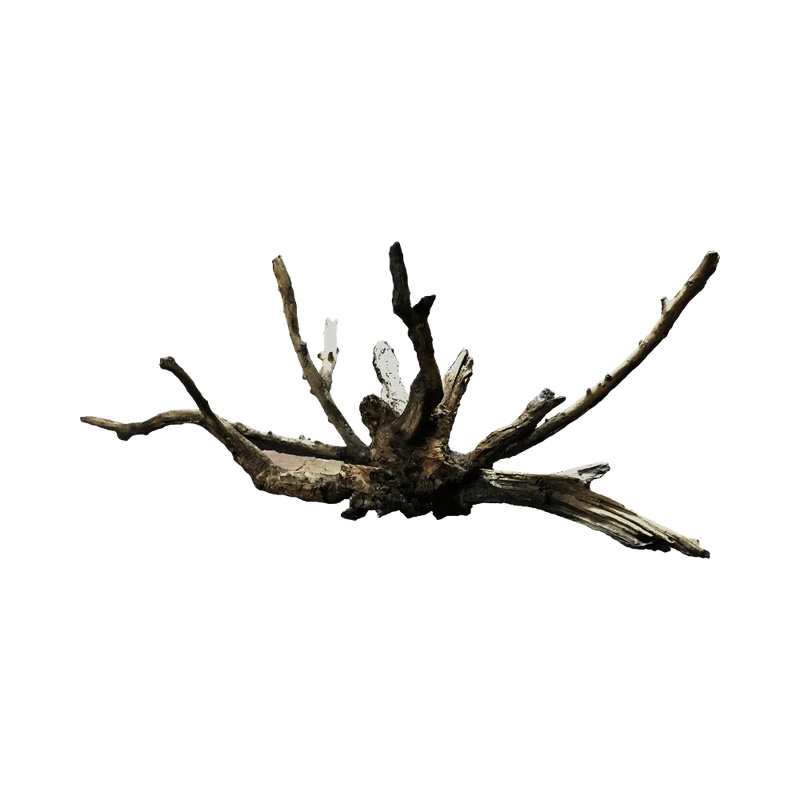 massive-spider-root-main