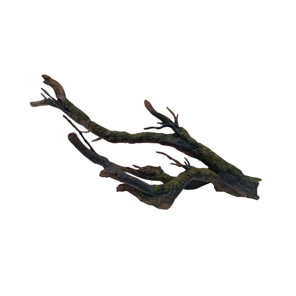 mossy-root-main