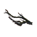 mossy-root-main