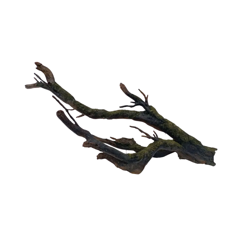 mossy-root-main