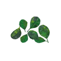 round-green-leaves-main