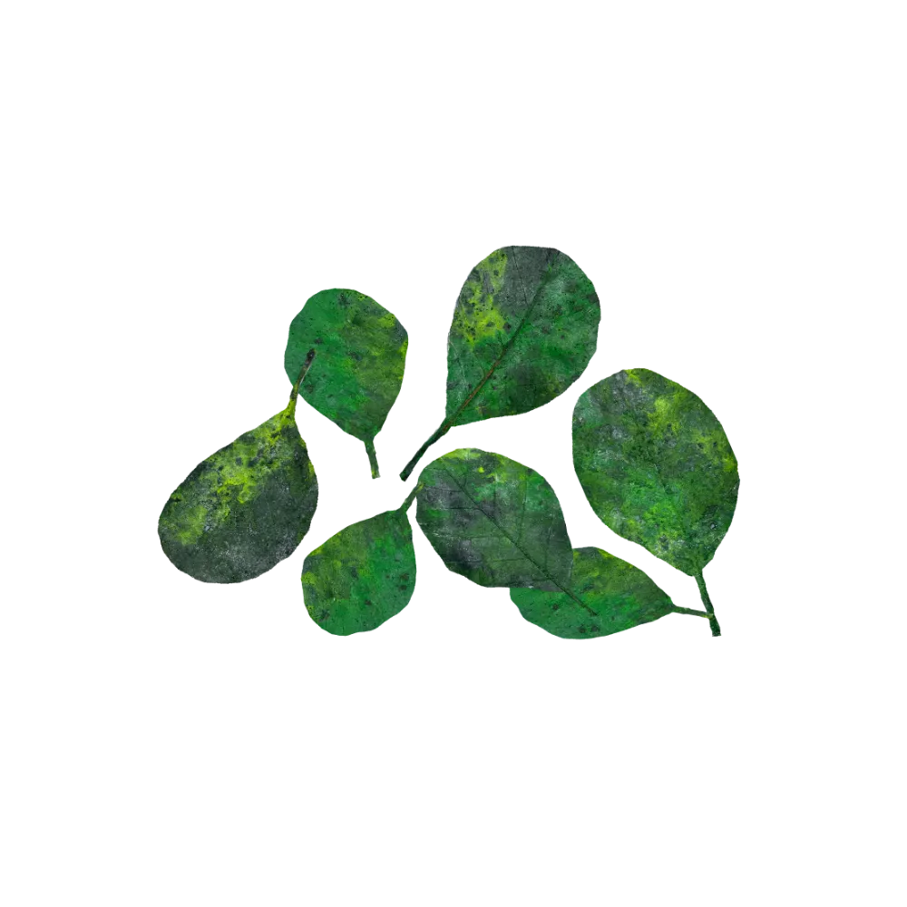 round-green-leaves-main