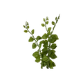 round-leaf-plant-main