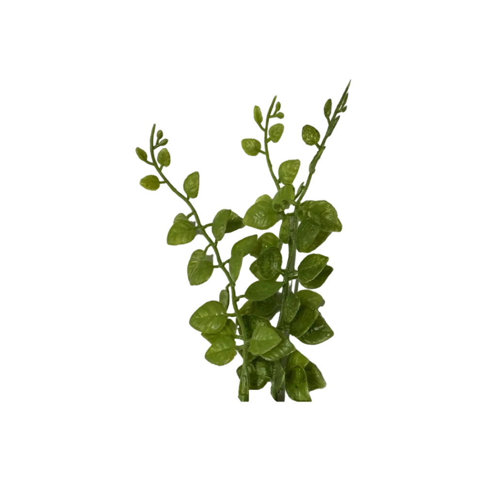 round-leaf-plant-main