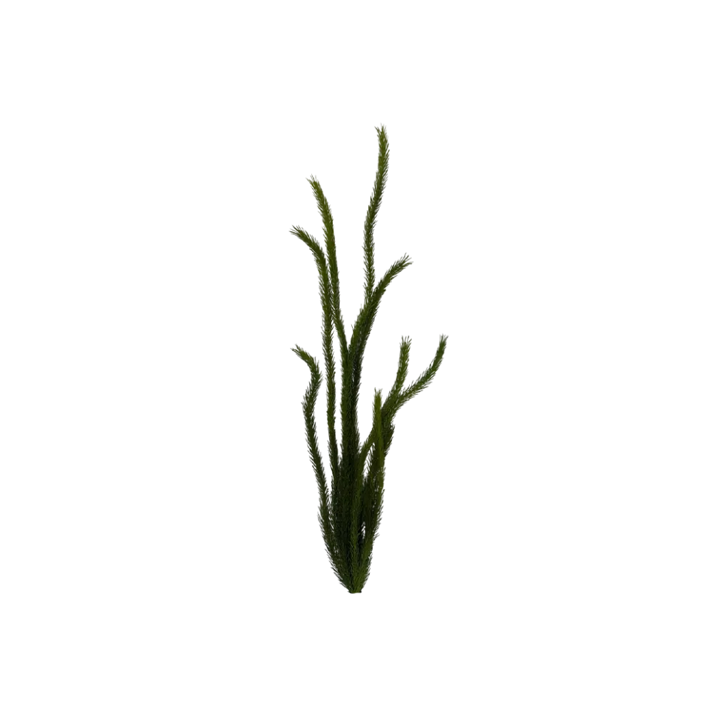 tall-forest-grass