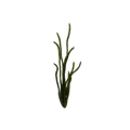 tall-forest-grass