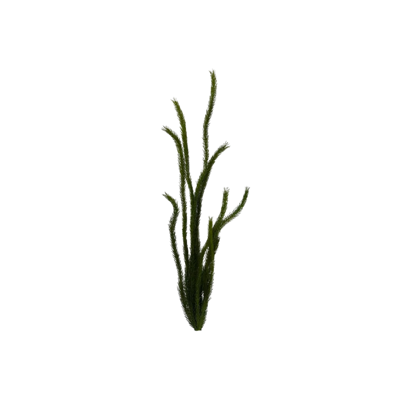 tall-forest-grass