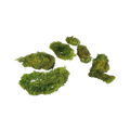 terrarium-moss-main