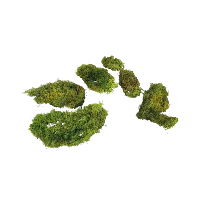 terrarium-moss-main