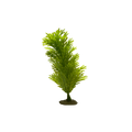 thin-cypress-plant-main