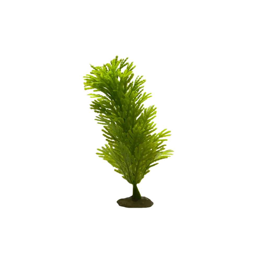 thin-cypress-plant-main