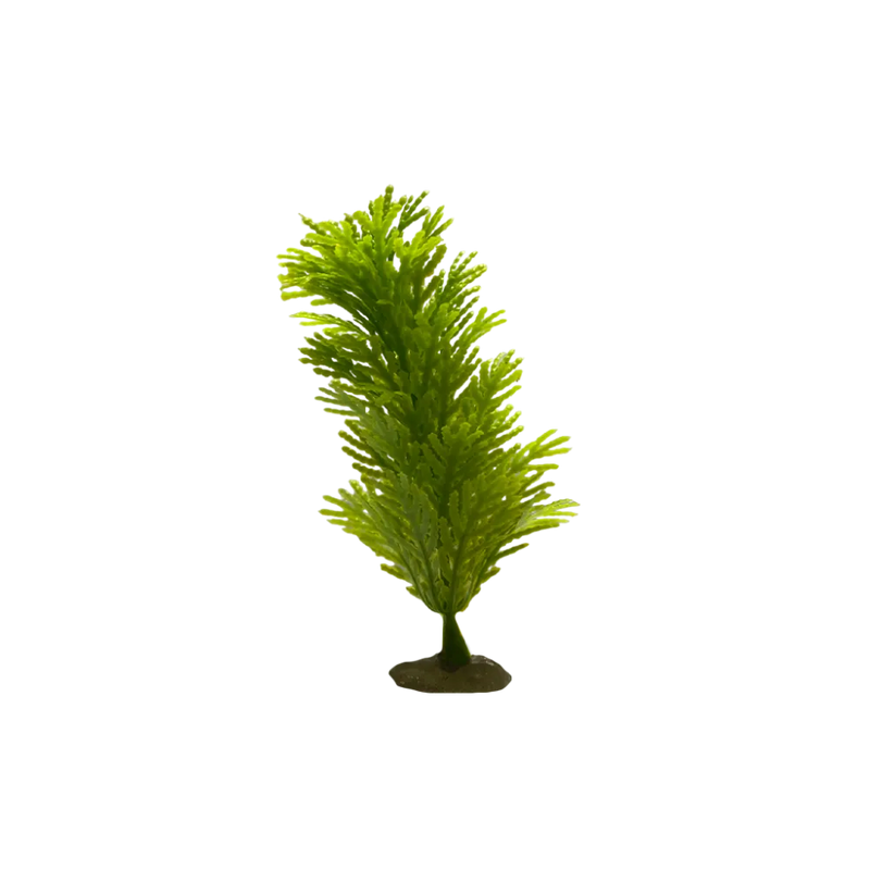 thin-cypress-plant-main