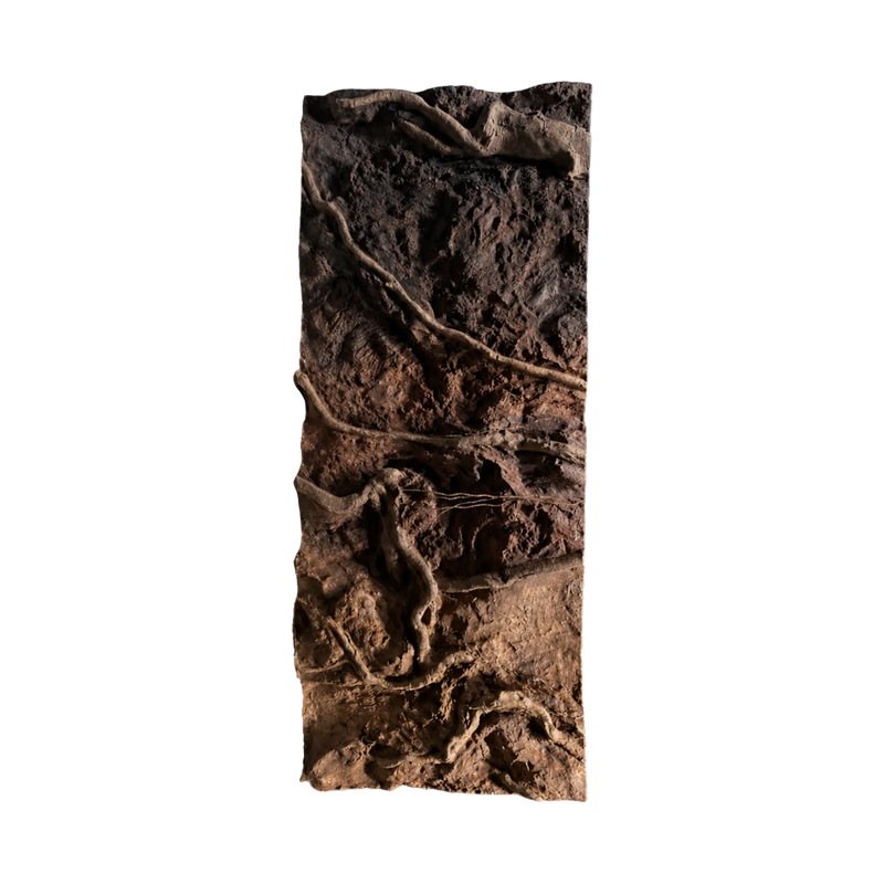 thin-roots-in-brown-soil-background-main