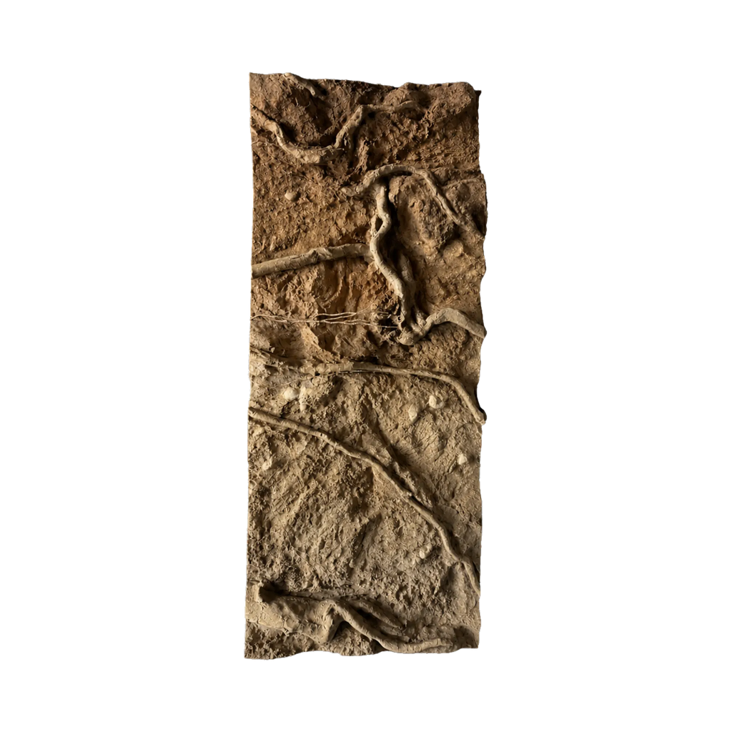 thin-roots-in-sandy-soil-main
