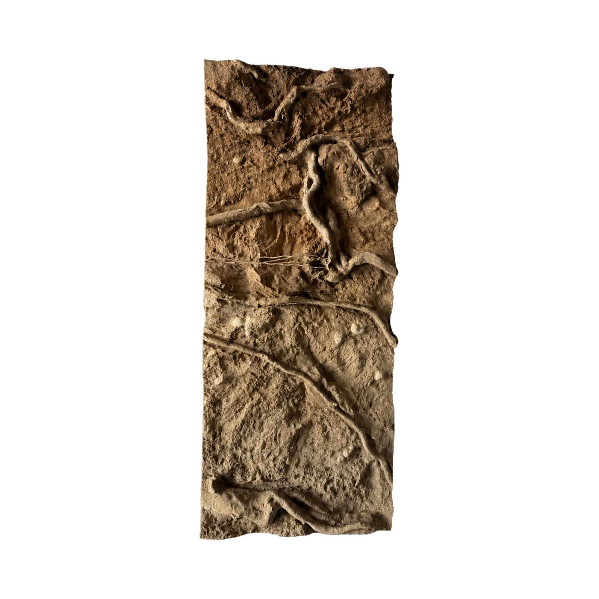 thin-roots-in-sandy-soil-main