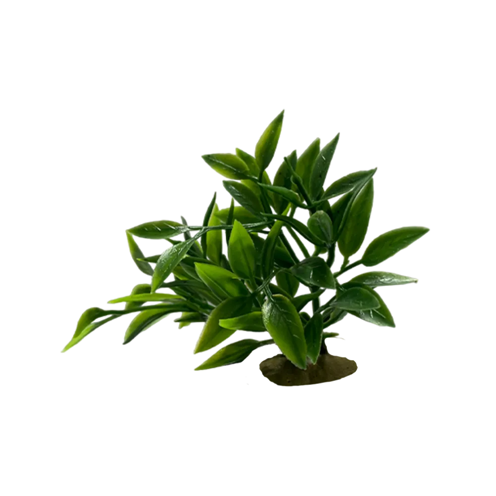 tropical-green-plant-main