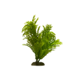wide-cypress-plant-main