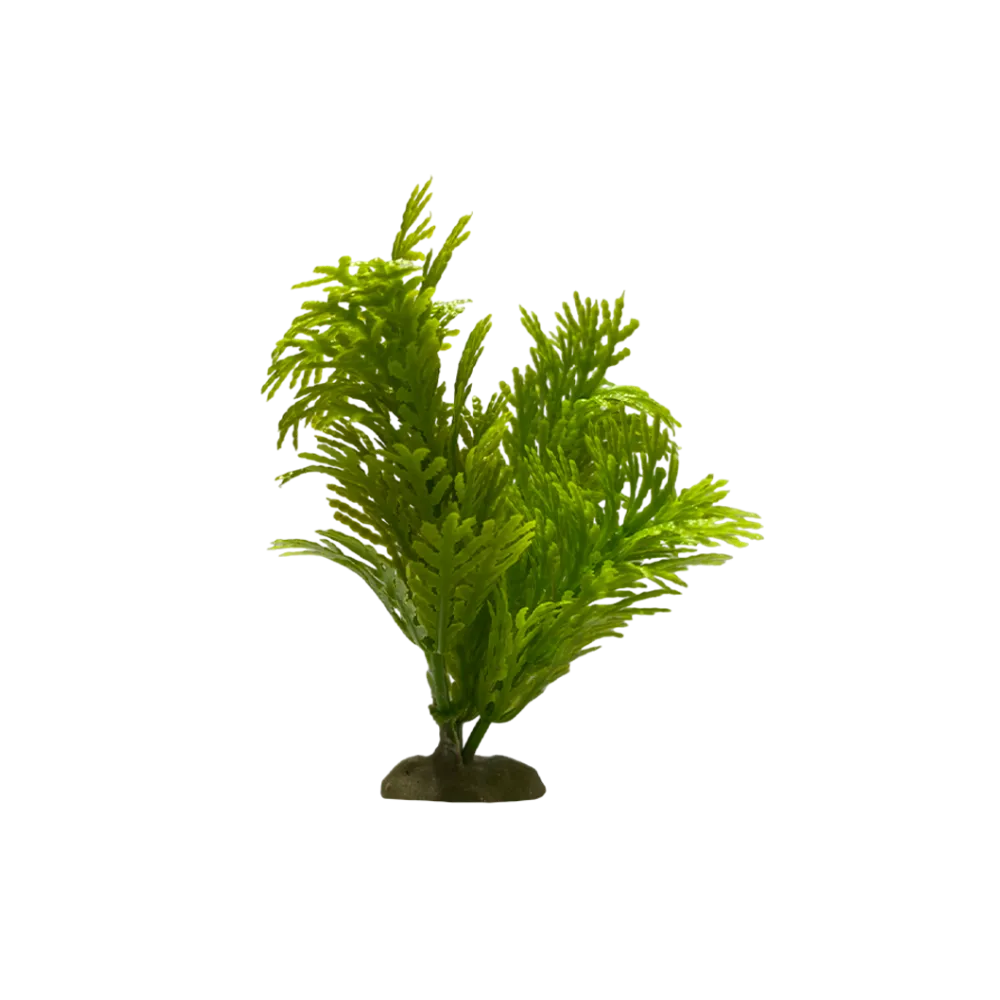 wide-cypress-plant-main